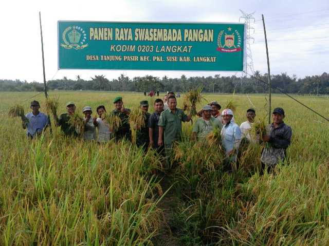 Koramil 15/ PS 0203 Langkat Laksanakan Kegiatan Panen Padi Ciherang