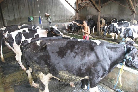 Tahun 2016, Sumut Masih Impor Sapi