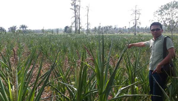 Kemarau Panjang, Petani Karo Terancam Gagal Panen