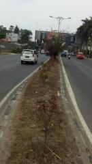 Dinas Pertamanan Tak Peduli * Tanaman di Medan Gersang dan Terancam Mati