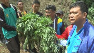 Poldasu dan Polres Madina  Bakar Ladang Ganja 4 Hektar