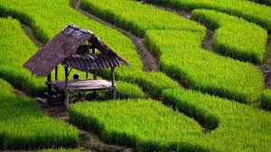 170 Ha Lahan Sawah Baru Dicetak di Kecamatan Ronggurnihuta