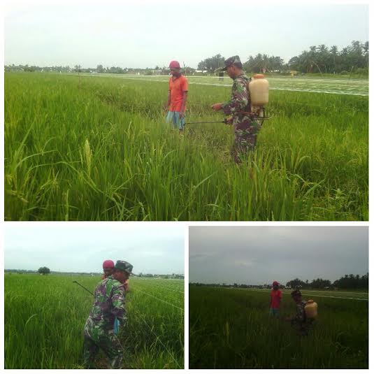 BABINSA PERDAGANGAN BANTU PETANI SEMPROT HAMA PADI