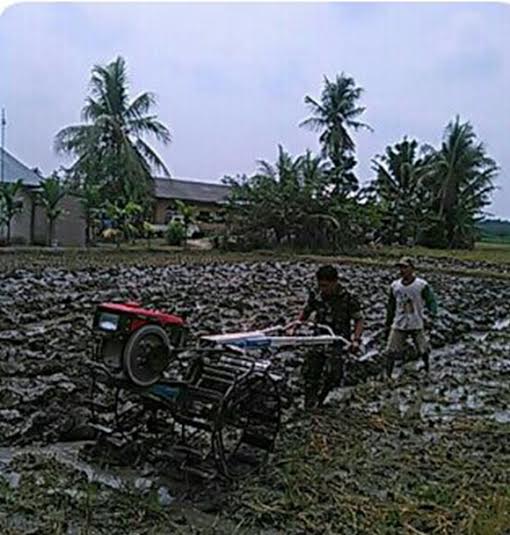 BABINSA KORAMIL DOLOK MASIHUL PENDAMPINGAN PETANI BAJAK SAWAH