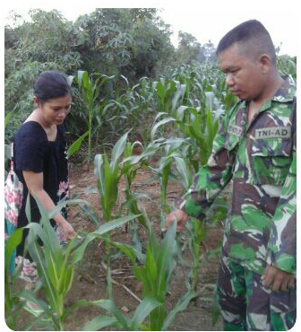 Babinsa Laksanakan Pemantauan Perkembangan Jagung