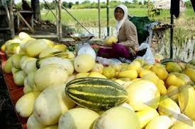 Permintaan Timun Suri Meningkat 100 Persen