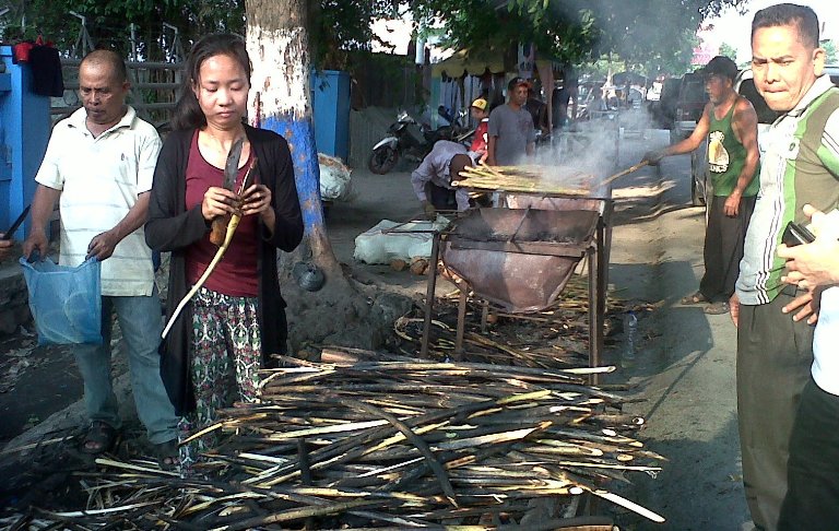 Pucuk Rotan Obat Perangsang dan Malaria