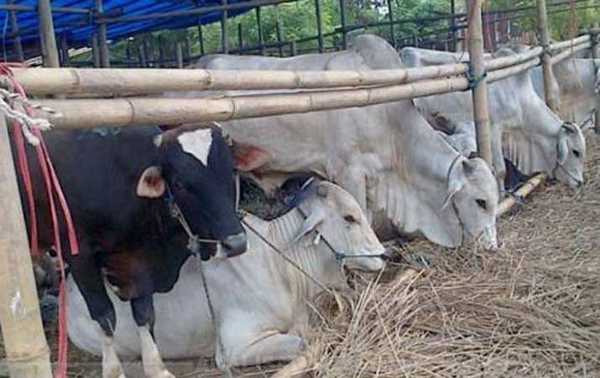 Qurban di Hari Raya Idul Adha Bersama Hotel  Aryaduta Medan