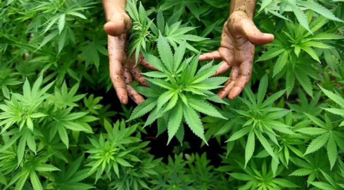 Bahaya Efek Samping Ganja di Otak