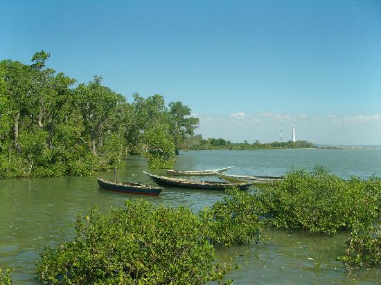 BLH Medan Diminta Selamatkan Hutan Mangrove