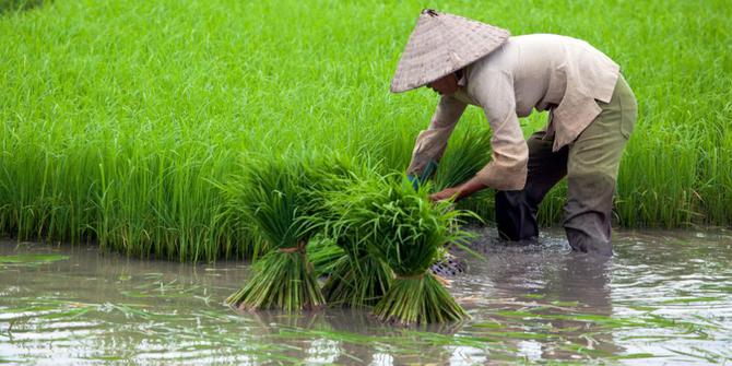 Gubernur Sumut : Seluruh Kepala Daerah Harus Jeli Melihat Potensi Pangan