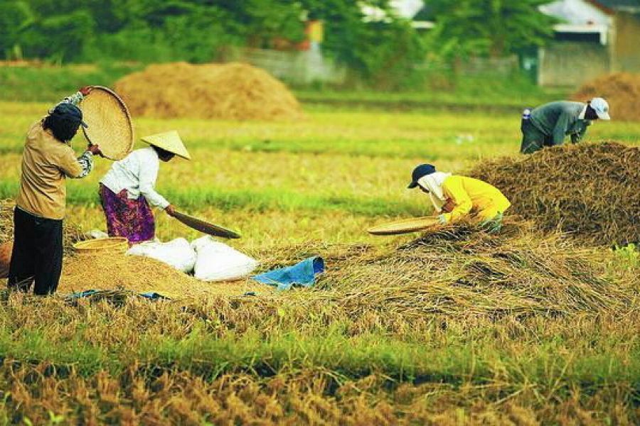 November 2016, Kelompok Pangan di Sumut Alami Penurunan