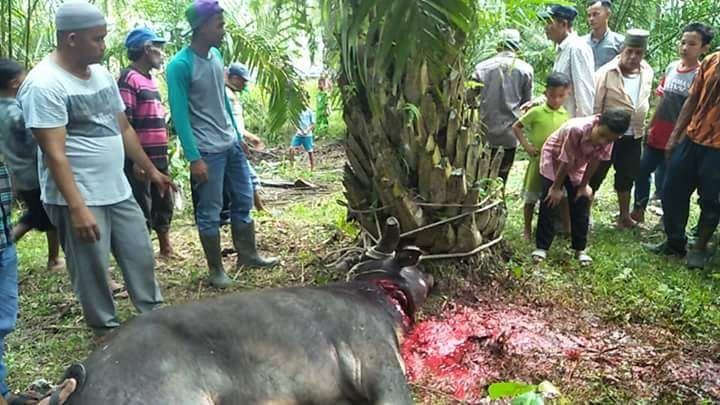 Warga Batubara Sambut Puasa Tradisi Punggahan
