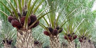 Harga Sawit TBS Anjlok Rp 890/Kg