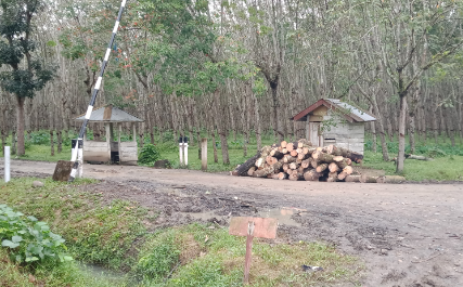 Hati-hati, Dampak Replanting Jalan Aspal PT Bahruny Balai Gajah Licin Berlumpur bahayakan Pengguna Jalan.
