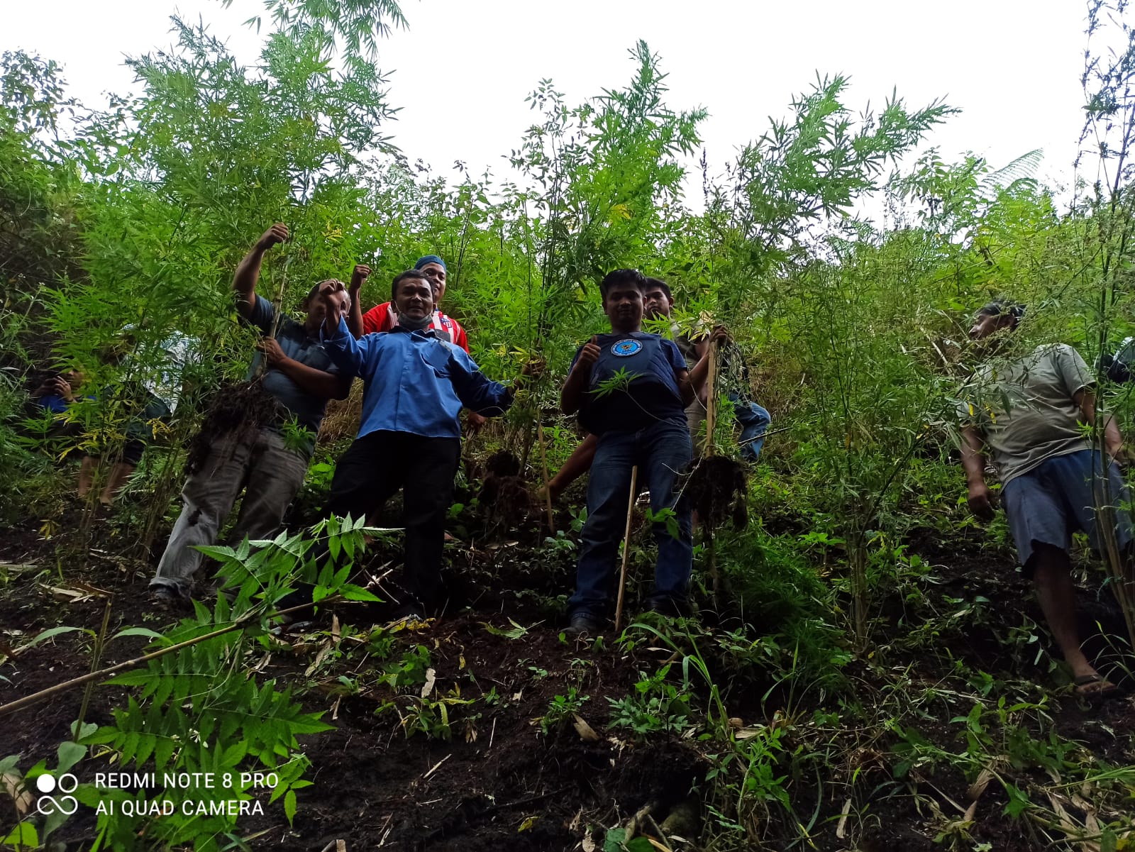 BNN kab Karo Temukan 41 Pohon Ganja Tak Bertuan di Aji jahe.