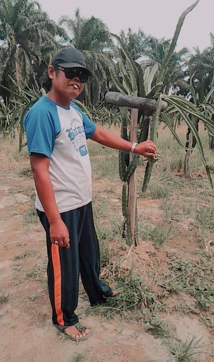 Pemilik Kebun Buah Naga Yang Viral Dikonten YouTube Kades Batu Anam Melarikan Diri