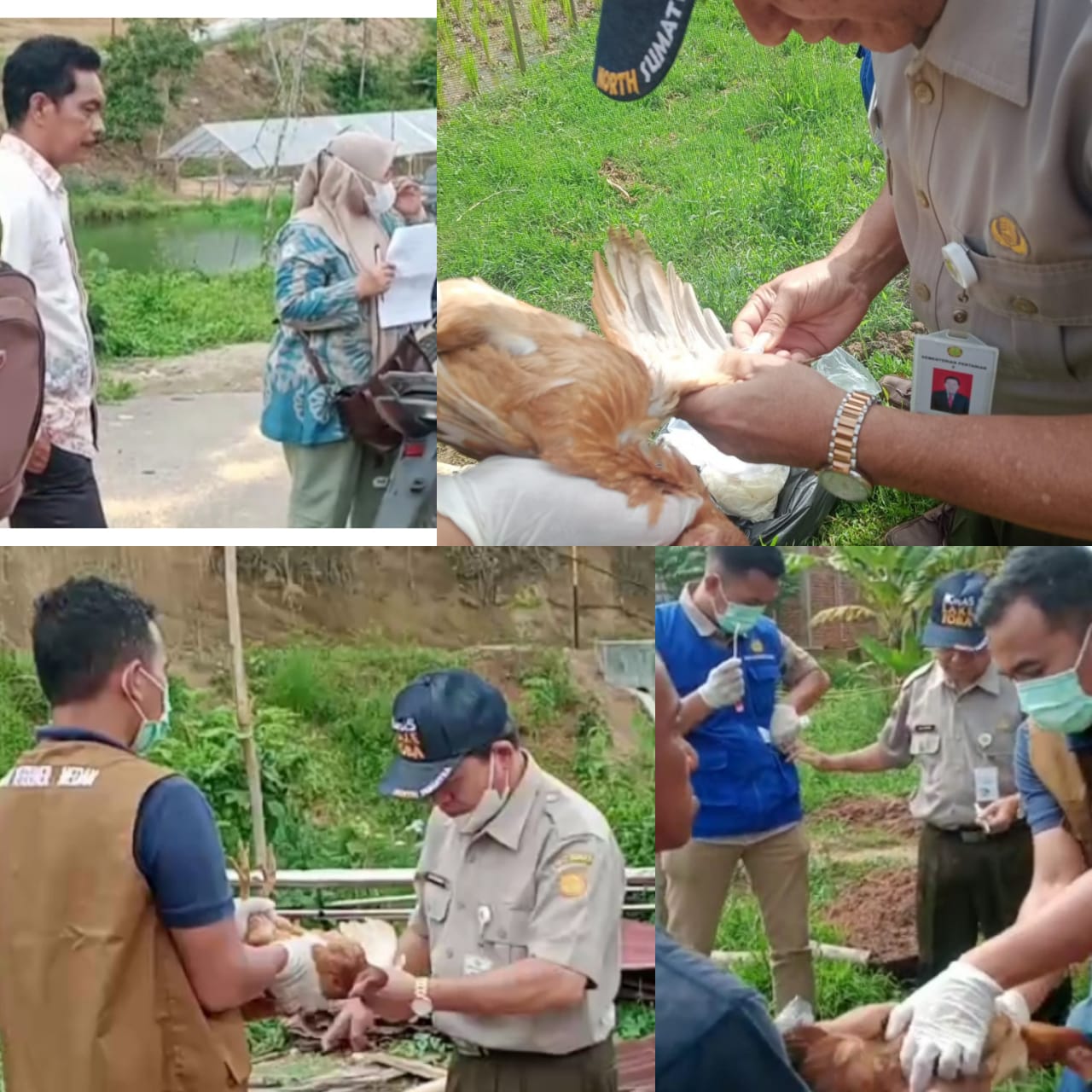 Antisipasi Virus Flu Burung Pada Unggas, Ini Pesan Kadis Pertanian Padangsidimpuan