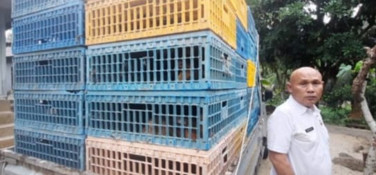 Kadis Pertanian Madina Serahkan Bantuan Bibit Ayam & Itik Ke 12 Koptan  Di Beberapa Desa