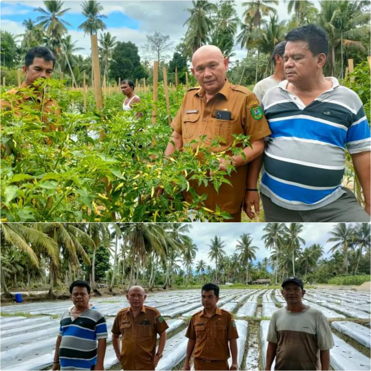 Tekan Inflasi di Madina , Distan Kembangkan â€œCabai Setanâ€œ