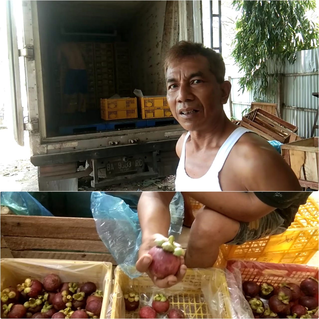 Manggis Madina dan Tapsel Di Buru Negeri Tirai Bambu 7 Ton Per Hari