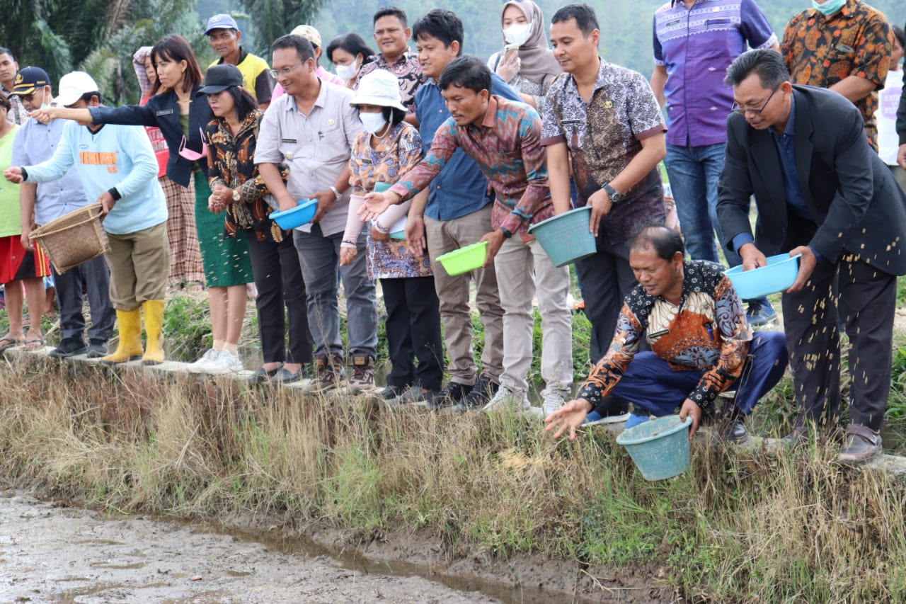 Gencarkan Program Tanam Dua Kali Panen Dua Kali, Wakil Bupati Toba Menabur Benih Padi Unggul di Desa Simanobak