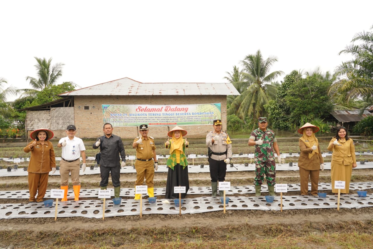 Antisipasi Harga Cabai Melonjak,   Pemko Bersama Gapoktan Tanam Cabai