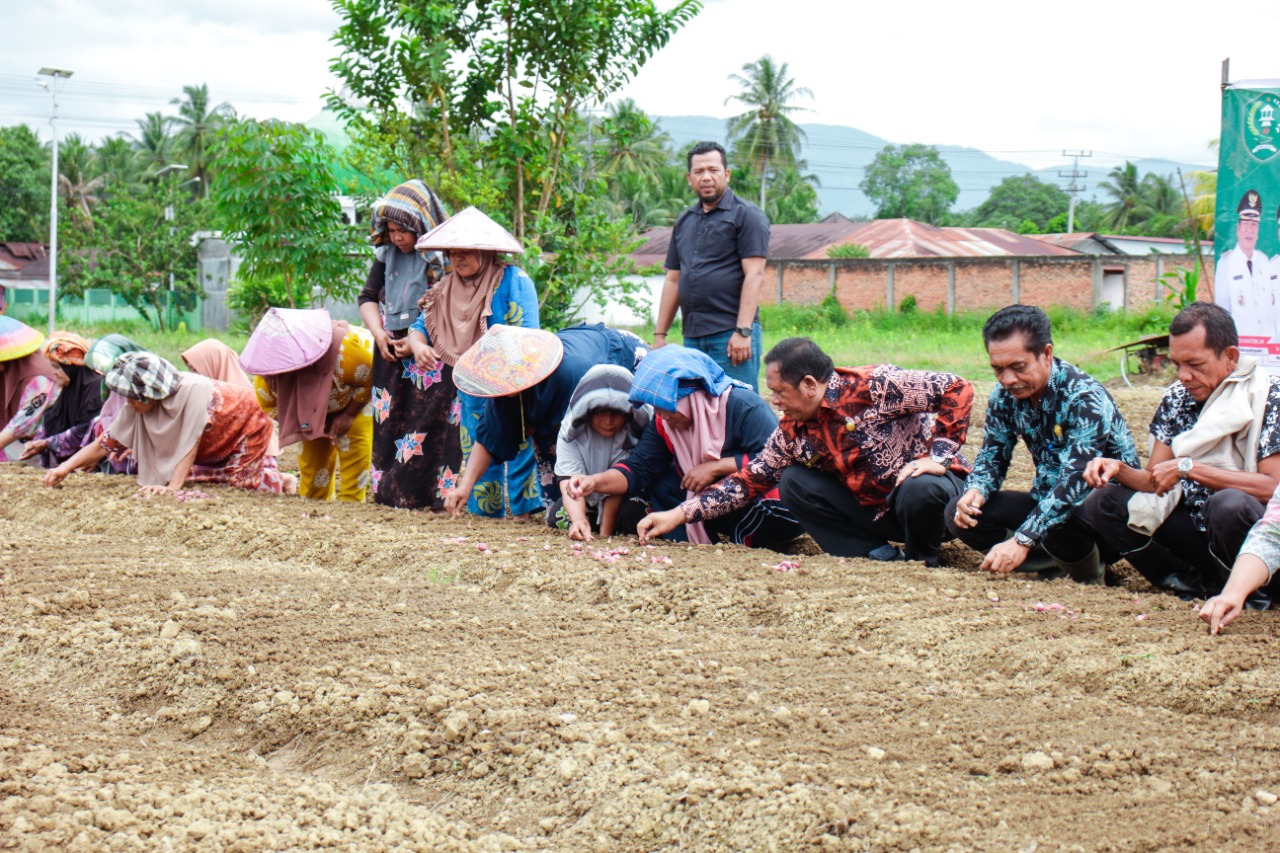 Walikota Irsan Nasution Tanam Bawang Merah Bersama Masyarakat Desa Manegen
