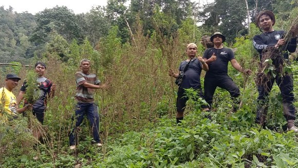 Tim Gabungan Polda-Su Dan Polres Madina Temukan Kebun Ganja Seluas 8 Hektar di Pegunungan Torsihite