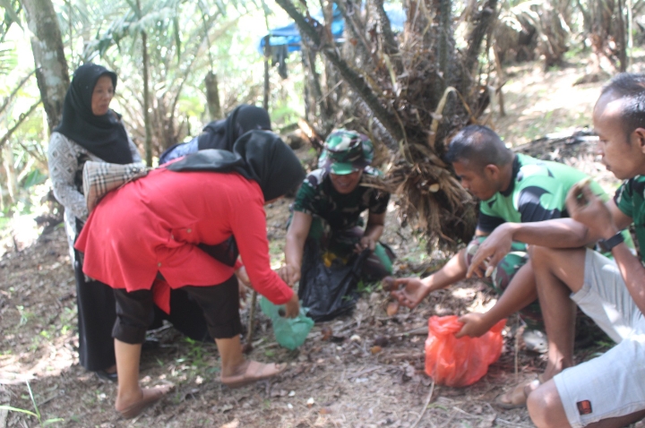 Bantu Warga Panen Buah Salak, Wujud Kemanunggalan Satgas TMMD ke-117 Kodim 0212/TS