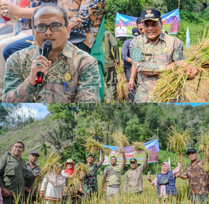 Pj. Walikota Padangsidimpuan Letnan Dalimunthe Panen Padi Raya dari Kelompok Karya Tani di Silandit