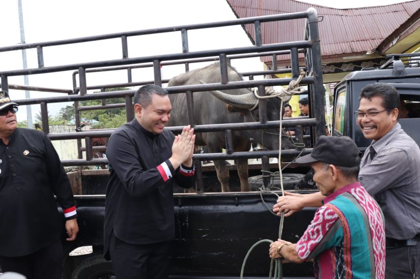 Pelaksanaan Ritual Adat Menanda Tahun Marga Manik,Terima Bantuan Satu Ekor Kerbau Dari Pemkab.Pakpak Bharat