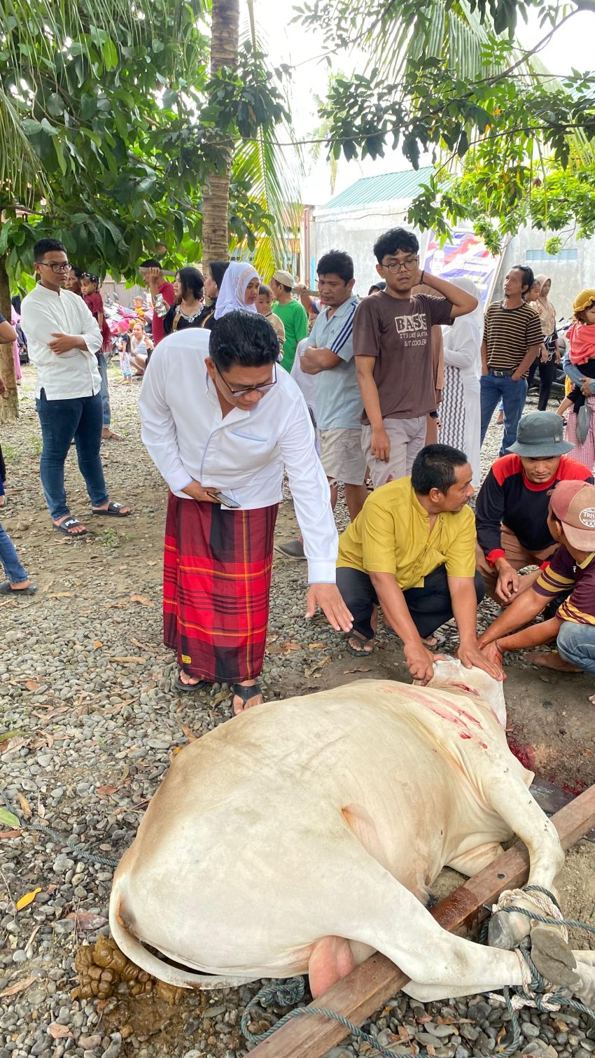 Idul Adha 1445 H, Ceo Sumut24 Group Bersama STM Masjid Al- Falah Sembelih 7 Ekor Qurban