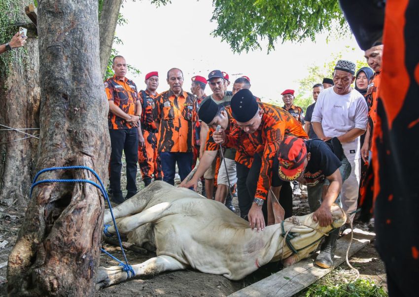 MPW Pemuda Pancasila Sumut Kurban 10 Ekor Sapi di Idul Adha 1445 H