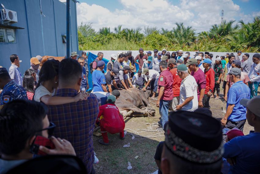 Bobby Nasution dan Keluarga Kurban 3 Sapi di Masjid Jami’ Hanifah