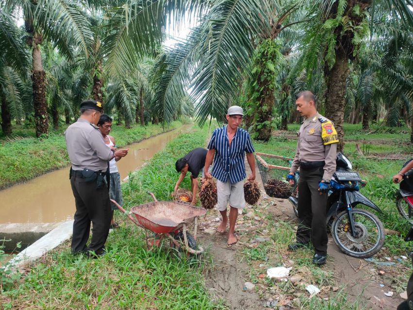 Ini Penampakan Para Ninja Sawit di Pantai Labu di Tangkap Polisi