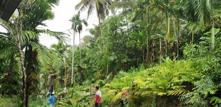 Manager PLN ULP Teluk Sampaikan Pentingnya Perampalan Pohon ke Masyarakat