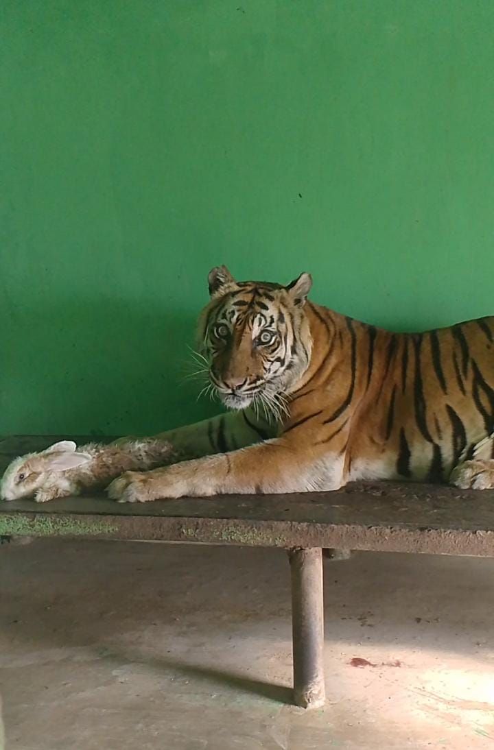 Sakit Tua, Si Manis Harimau Sumatera Koleksi Medan Zoo Mati