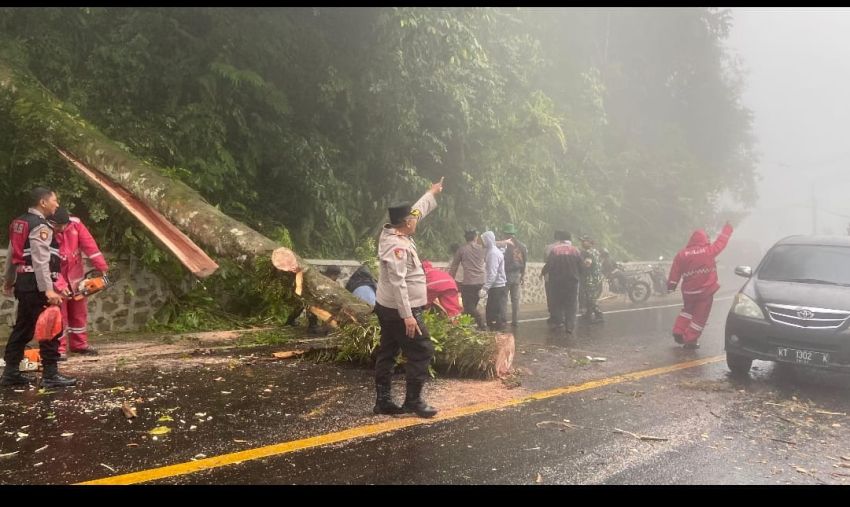 Polres Tanah Karo Tanggap Darurat, Jalur Berastagi-Medan Kembali Normal Pascapohon Tumbang