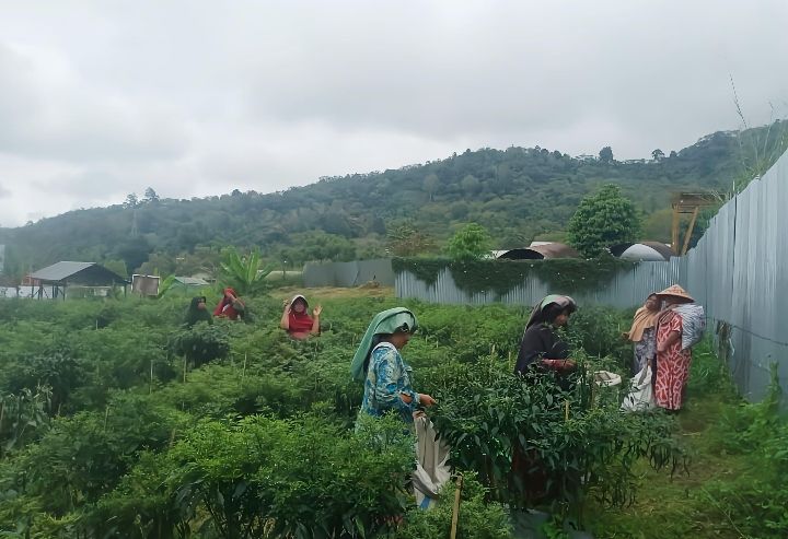 PLN UIP Sumbagut Dorong Peningkatan Kualitas Panen Kelompok Tani Sarungke