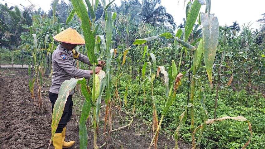 Personel Polsek Sosa Di Lokasi Pekarangan Gizi Dalam Rangka Program Ketahanan Pangan Nasional