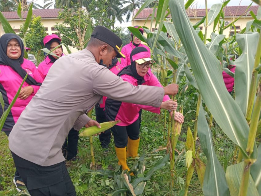 Panen Jagung Bersama: Polres Palas dan Masyarakat Wujudkan Ketahanan Pangan Nasional
