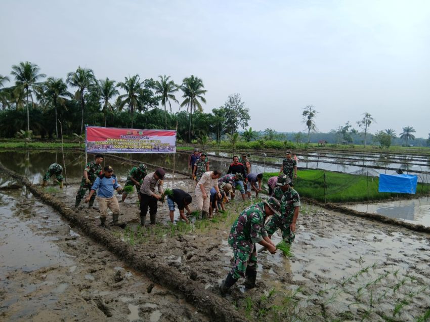 TMMD ke-123 Kodim 0212/Tapsel Dorong Produktivitas Pertanian di Kabupaten Palas