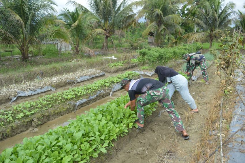 Kemanunggalan TNI dan Rakyat! Satgas TMMD ke-123 Kodim 0212/TS Turun ke Sawah, Bantu Warga Panen Sawi