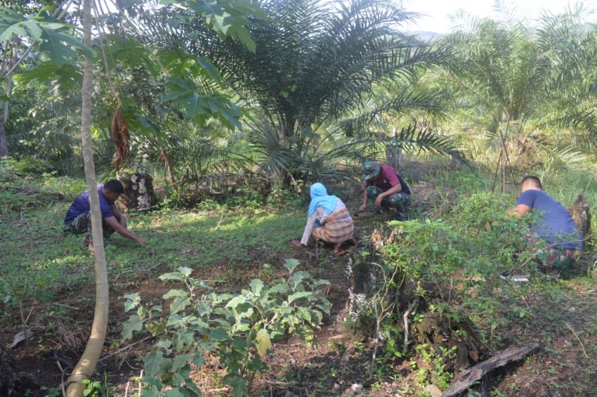 TNI dan Rakyat Bersatu! Satgas TMMD ke-123 Kodim 0212/Tapsel Bantu Bersihkan Kebun Sawit warga di Palas