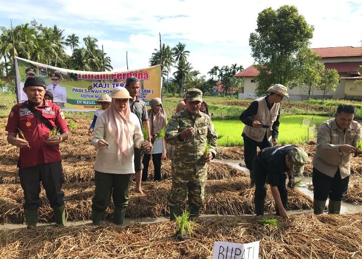 Bupati dan Wakil Bupati Solok Lakukan Penanaman Perdana Program Sawah Pokok Murah