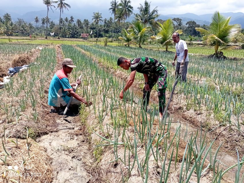 Kisah Inspiratif Kopda Teguh Pane: Satgas TMMD ke-123 Kodim 0212/Tapsel yang Membantu Warga Desa Pintu Padang Palas Bangun Harapan Baru