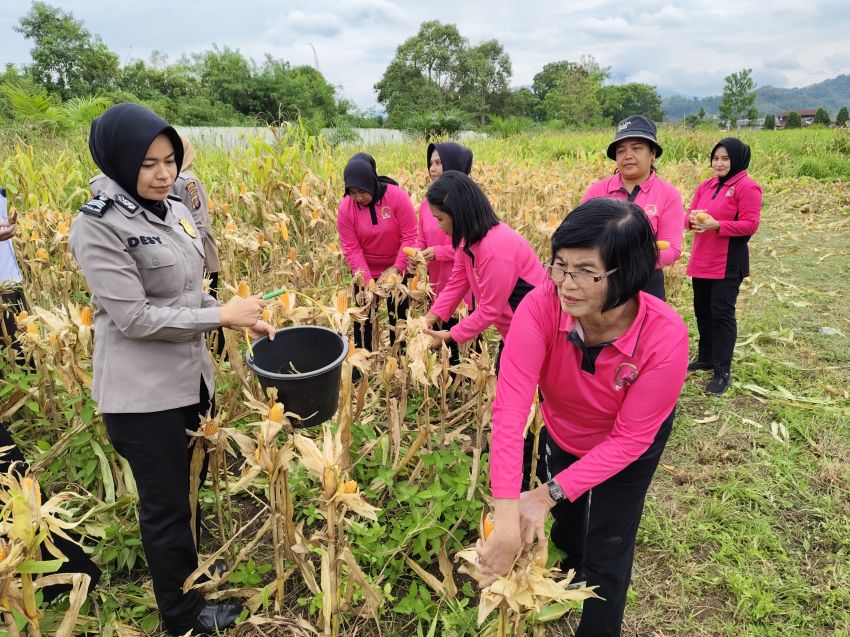 Polres Padangsidimpuan Gelar Panen Raya Jagung, AKBP Dr Wira Prayatna : Langkah awal untuk Manfaat Jangka Panjang