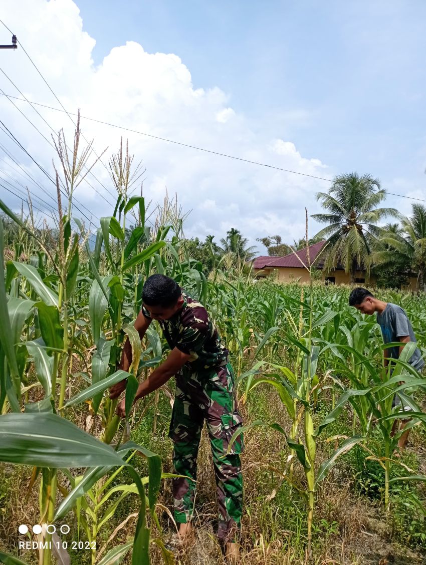 Kisah Inspiratif Satgas TMMD Ke-123 Kodim 0212/Tapsel, Saat Istirahat Siang Jadi Momen Berharga Bantu Warga Panen Jagung di Palas