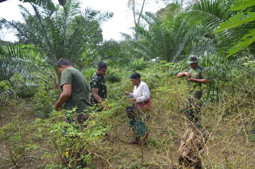 TNI Turun ke Ladang: Satgas TMMD ke-123 Kodim 0212/Tapsel Bantu Petani, Bukti Cinta untuk Rakyat